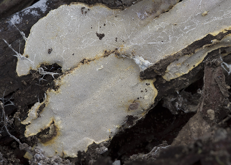 Perenniporia meridionalis